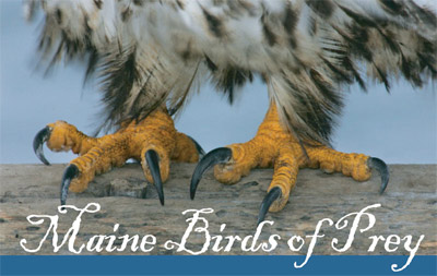 SCA Presentation: Maine Birds of Prey