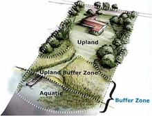 Buffers slow runoff, filter pollutants from water, and provide food, cover and breeding habitat for native species.